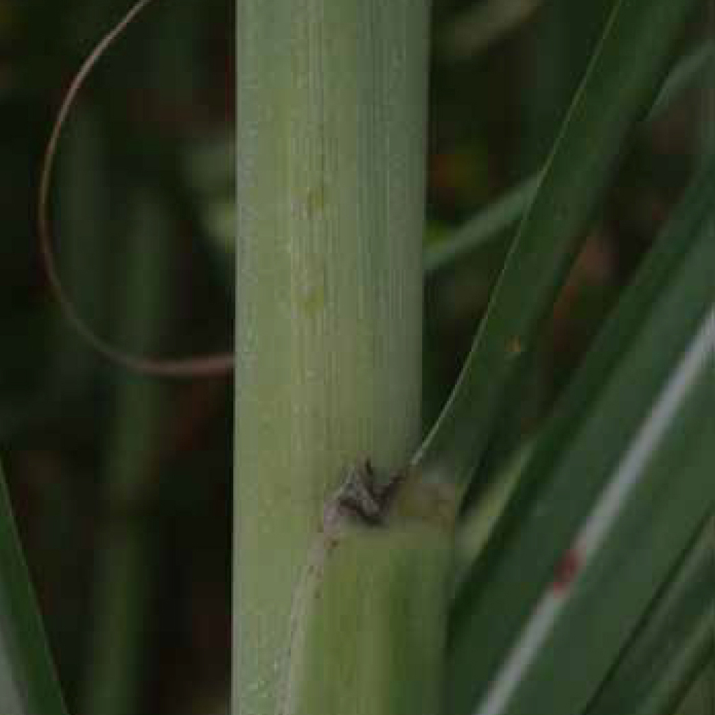 Auricle – Primarily absent; when present the auricles are slight and necrotic.